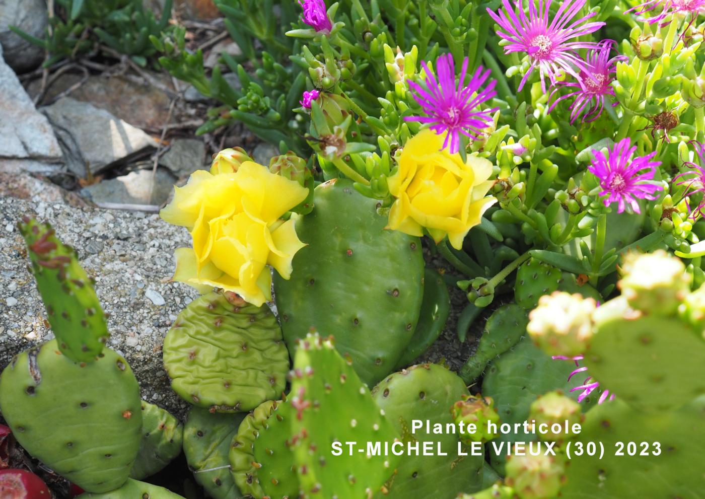 Eastern Prickly Pear plant